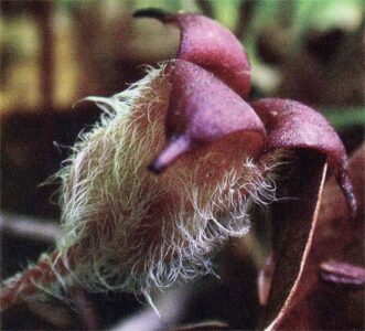 12 Essential Herbs Image